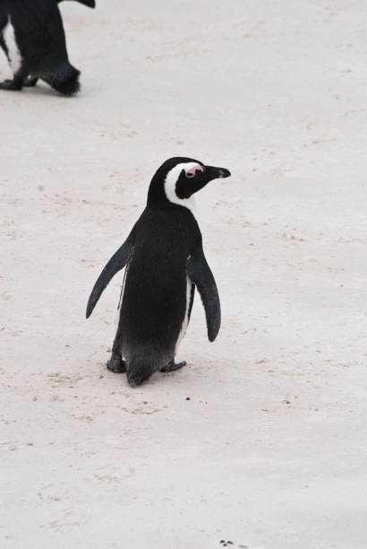 istock An African penguin on a beach in False Bay, South Africa 815960390