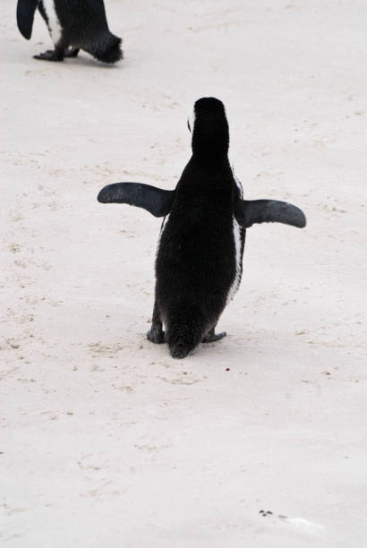 istock An African penguin on a beach in False Bay, South Africa 815960408
