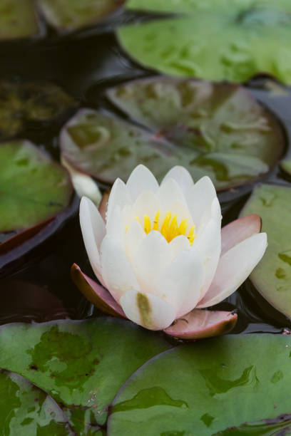 istock Water lily in the lake 815965392