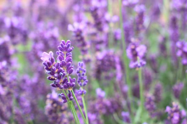 istock Beautiful bush with violet lavender flowers 815967552