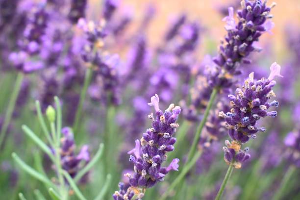 istock Beautiful bush with violet lavender flowers 815967586