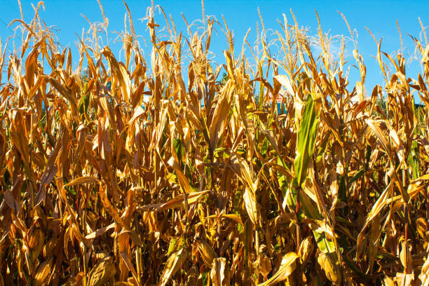 istock Corn field closeup with with blue background and gold plants. 815967650