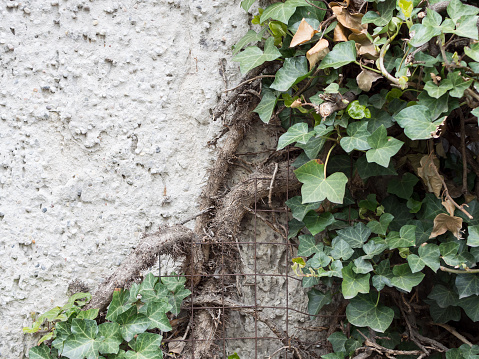 Leaves of European Ivy, Hedera helix, At A Stone Wall With Copy Space