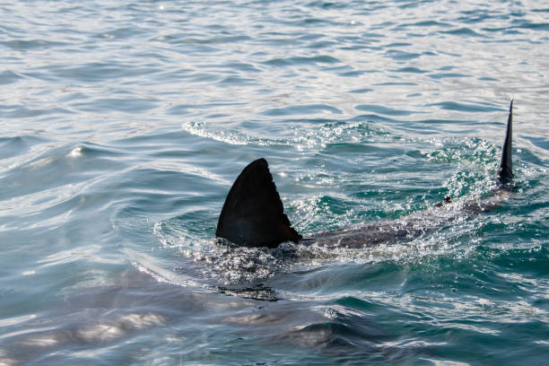 dorsal fin of great white shark, Carcharodon carcharias, False Bay, South Africa