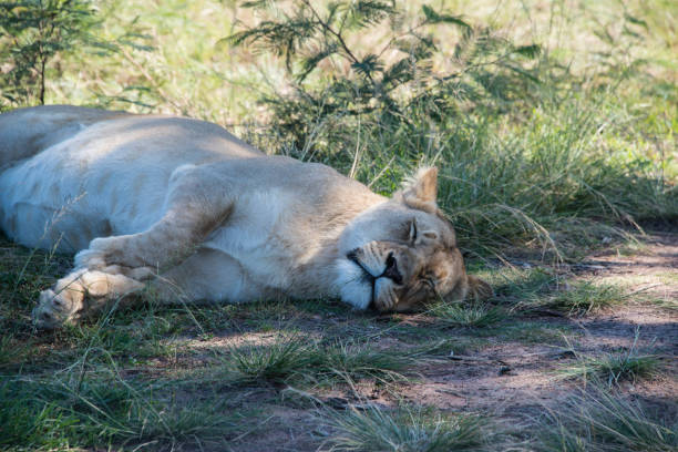 istock A Sleeping lioness in a game reserve, South Africa 815972984