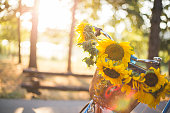 Sunflower in bicycle basket in a beautiful meadow.