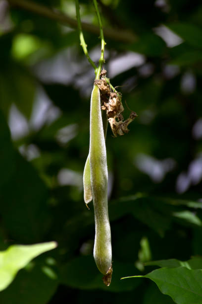 istock Wisteria ripe seeds. 815982272
