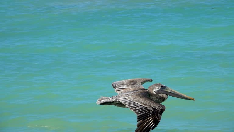 SLOW MOTION, CLOSE UP: Brown Mexican pelican flying close above the sea surface