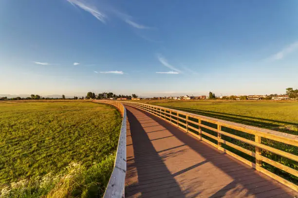 Photo of wooden walking bridge on wetland at sunset