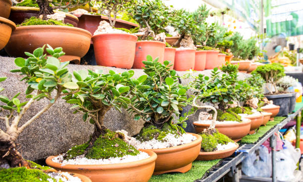 istock bonsai in the flower market 816012652