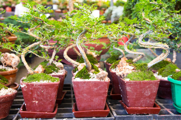istock bonsai in the flower market 816014892