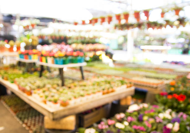 istock blurred cactuses of various  in the flower market 816014894