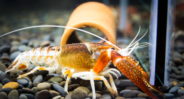 istock Close up crayfish in aquariums 816018000