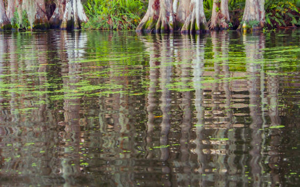 istock Reflections of white and purple trees 816025476