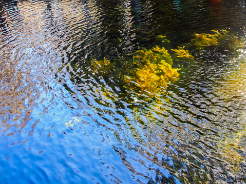 Reflections at sunset on a lake, with some plant life underwater, below the ripples.