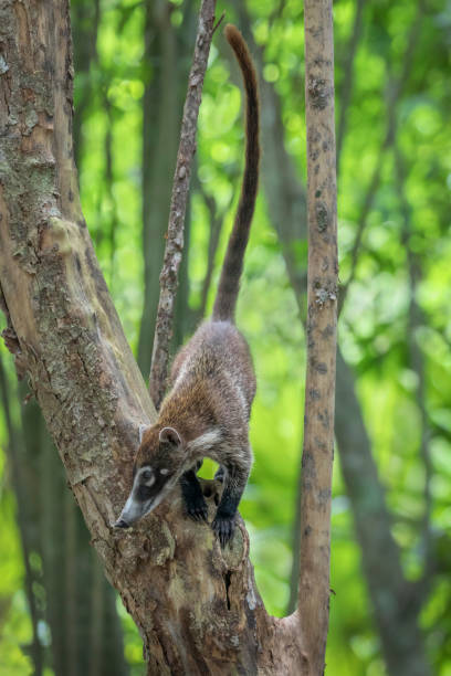 istock White Nosed Coatimundi / Coati in Tree with Tail Up 816032790