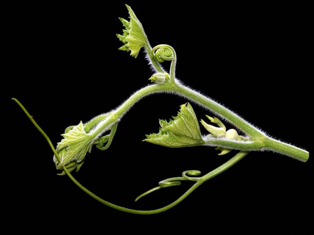 istock Isolated little pumpkin vine on black background 816035276