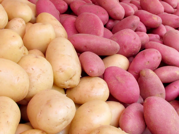 istock Tel Aviv White and Red Potatoes 2012 816039738