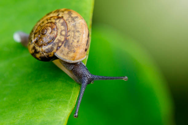 istock Image of snail on a green leaf. Insect Animal 816042268