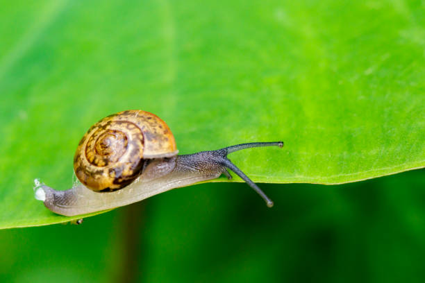 istock Image of snail on a green leaf. Insect Animal 816042270