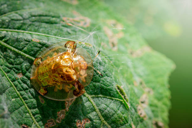 녹색 잎에 녹색 거북 딱정벌레 (escarabajo 토르)의 이미지. 곤충 동물 - hybridize 뉴스 사진 이미지