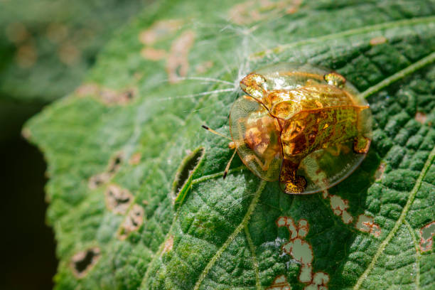 obraz złotego żółwia beetle na zielonym liściu. zwierzę owadów - hybridize zdjęcia i obrazy z banku zdjęć