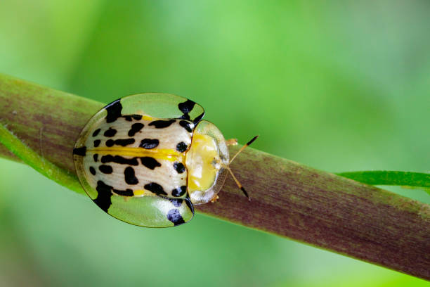 istock Image of Spotted Tortoise Beetle (Aspidomorpha millaris) on branches. Insect Animal 816042338