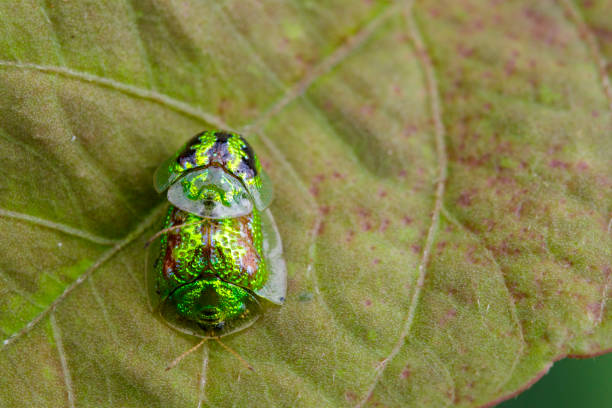 obraz zielonego żółwia (escarabajo tortuga) na zielonych liściach. zwierzę owadów - hybridize zdjęcia i obrazy z banku zdjęć