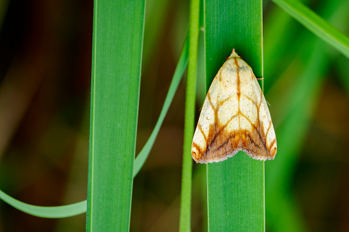 Image of Butterfly Moth (Lasiocampidae)  on green leaves. Insect Animal