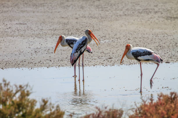 istock Painted stork, Mycteria leucocephala 816053376