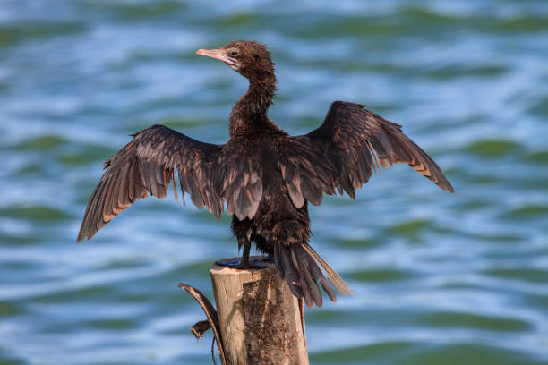 istock Little cormorant, Javanese cormorant (Microcarbo niger) 816053420