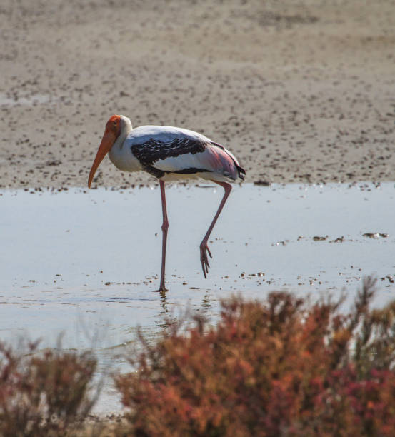 istock Painted stork, Mycteria leucocephala 816058006