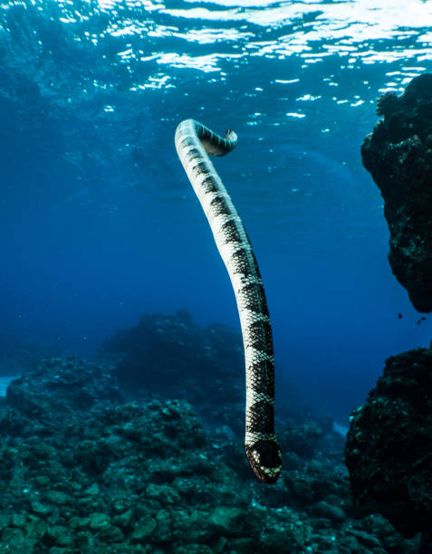 istock A Sea Snake Dives in Niuean Waters 816062252