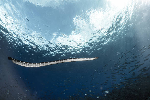 istock Sea Snake Swims Through Niuean Waters 816062304