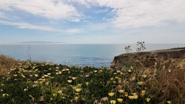 istock Wildflowers on a cliff's edge at Shell Beach, California 816065274