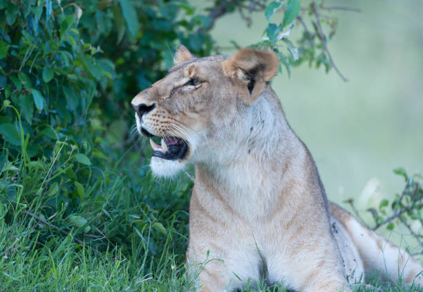 istock Lioness, sitting up looking left, watching for prey. Masai Mara, Kenya 816074062