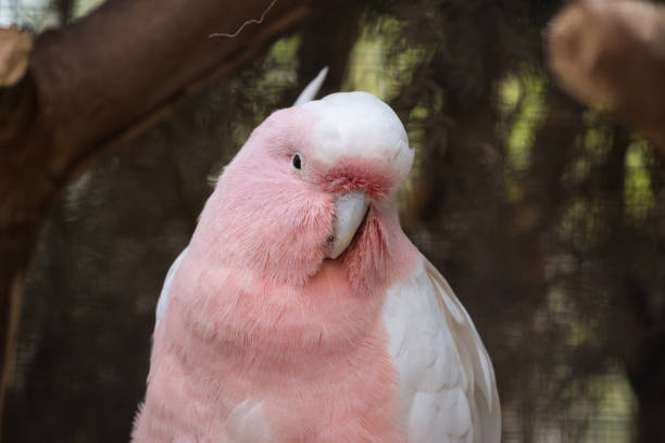 istock Beautiful Australian Major Mitchell's cockatoo sits in a branch 816074174