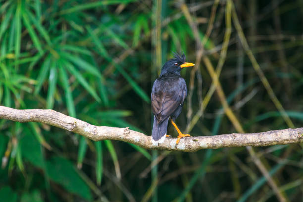 istock white vented myna on nature background 816074438