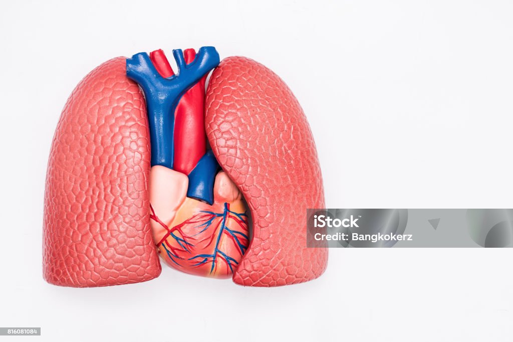 Close-up of Internal organs dummy on white background. Human anatomy model. Heart and Lungs Anatomy. Vagus Nerve Stock Photo