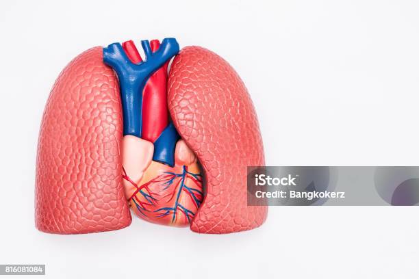 Closeup Of Internal Organs Dummy On White Background Human Anatomy Model Heart And Lungs Anatomy Stock Photo - Download Image Now