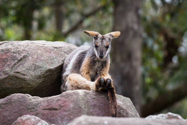 Kangaroo like Yellow Footed Rock Wallaby sits on a stone boulder stock photo