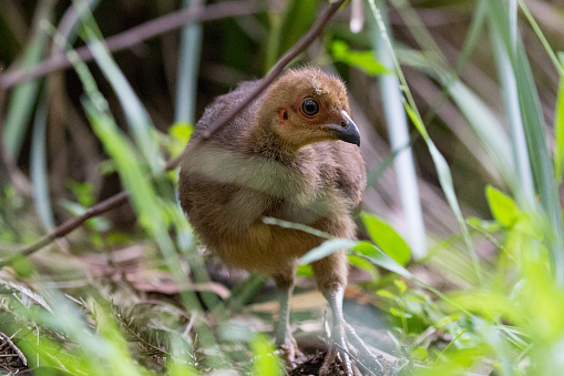 Notorious in Australia for destroying people's gardens, these brush turkeys live among us. This is a photo of a cute baby brush turkey searching in the undergrowth for food.