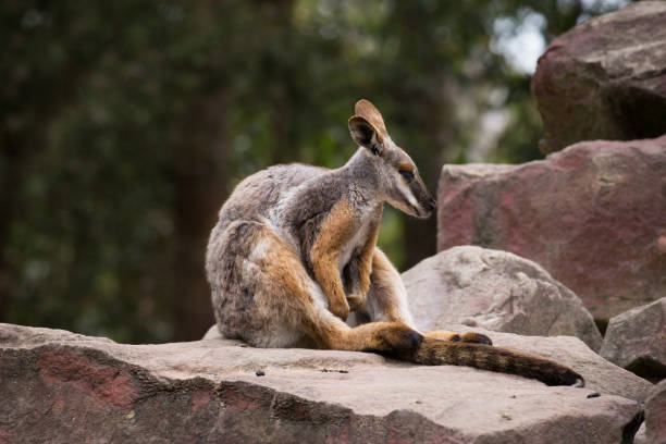 Escaping the heat of the day, this wallaby chooses a breezy location in the forest to rest untul nightfall