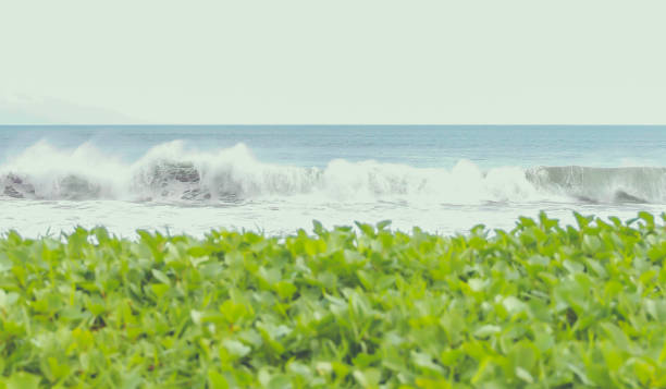 Waves of the ocean, with green of grass on the bottom image and blue sky at the top image.