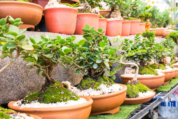 istock bonsai in the flower market 816094022