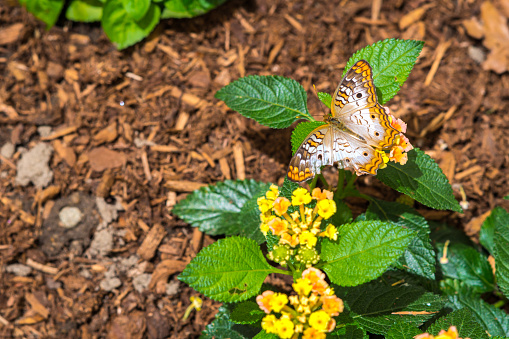 Flowers With Butterflies and ground