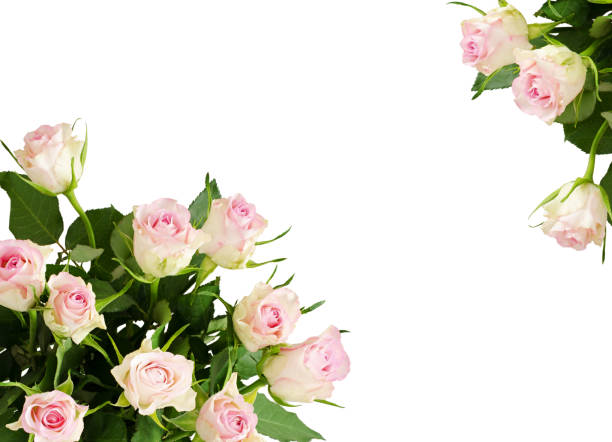 istock Background with white rose flowers 816099276