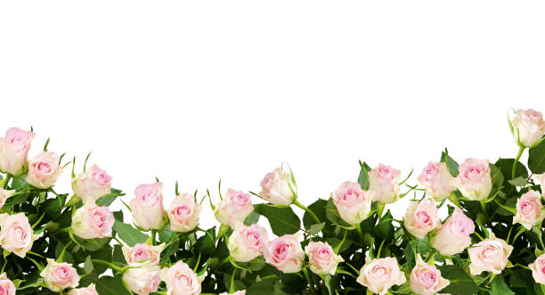 istock Beautiful rose flowers border 816099280