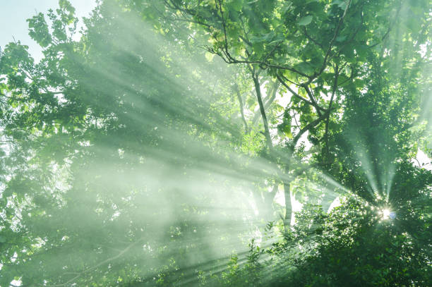 istock Sunlight, Beautiful sun ray in garden 816099288