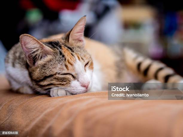 Foto de Gato Bonito Listrado Sono Na Cama e mais fotos de stock de Animal - Animal, Animal de estimação, Animal doméstico